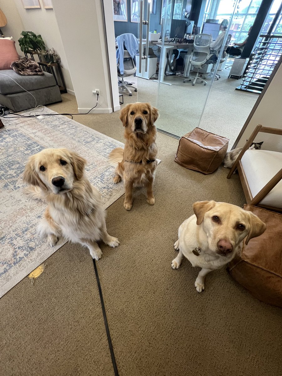 freshtapemedia's tweet photo. Our summer interns have arrived 💼

What should we task them with first? 🐾 https://t.co/G9X4AL0DwS
