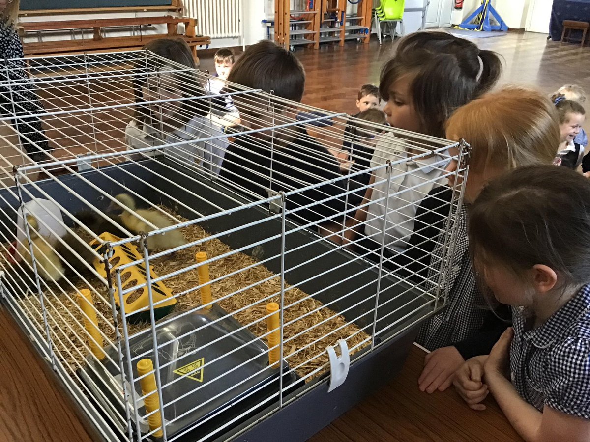GCA_learning's tweet photo. The ducklings went on an adventure to the main hall so that children from across the school could meet the today #GCAscience #GCAexperiences https://t.co/QmXofdkbK6