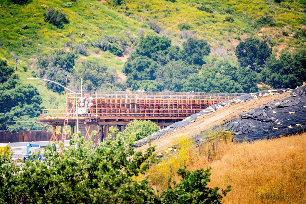 🏗️What's going on this month?🚧 Crews are constructing the cap (concrete beam) atop the bridge columns in the median. Track construction progress with our wildlife crossing webcam at 101wildlifecrossing.org Photo by Erik Jay/@CougarConserv