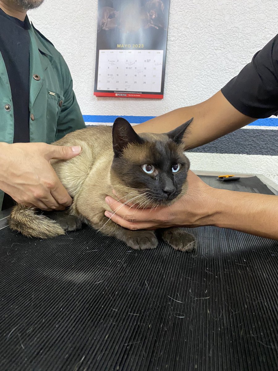 Mariadosveces's tweet photo. #Cdmx #Condesa #gatoencontrado 

Nos encontramos un gatito siamés en la calle Juan Escutia en la Condesa (CDMX). 

Ya lo está revisando el vet. No está esterilizado, no tiene collar, tiene aprox 1 año y es tranquilo (se dejó agarrar fácil). 
Creemos que es de casa 1/2 https://t.co/pX6uanRfjh