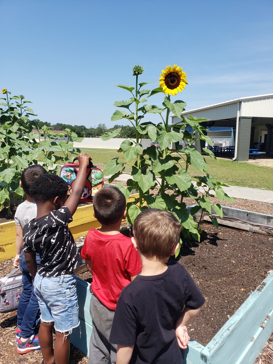 Just look at these sunflowers growing in our gardens on campus! Beautiful!