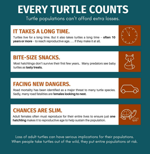 The Toronto Zoo on Twitter "We’re shellebrating WildTurtleWeek 🐢 Pet