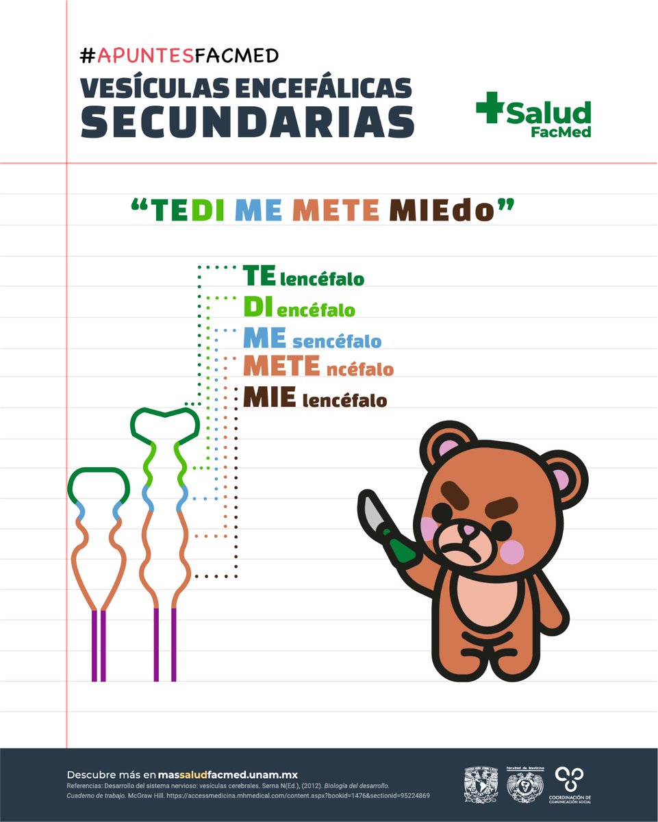 FacMedicinaUNAM's tweet photo. #ApuntesFacMed Las vesículas encefálicas secundarias se pueden observar a partir de la 5ª semana del desarrollo embrionario. #Mnemotecnias 🐻https://t.co/1WiEol320u https://t.co/mFTsWKny3u