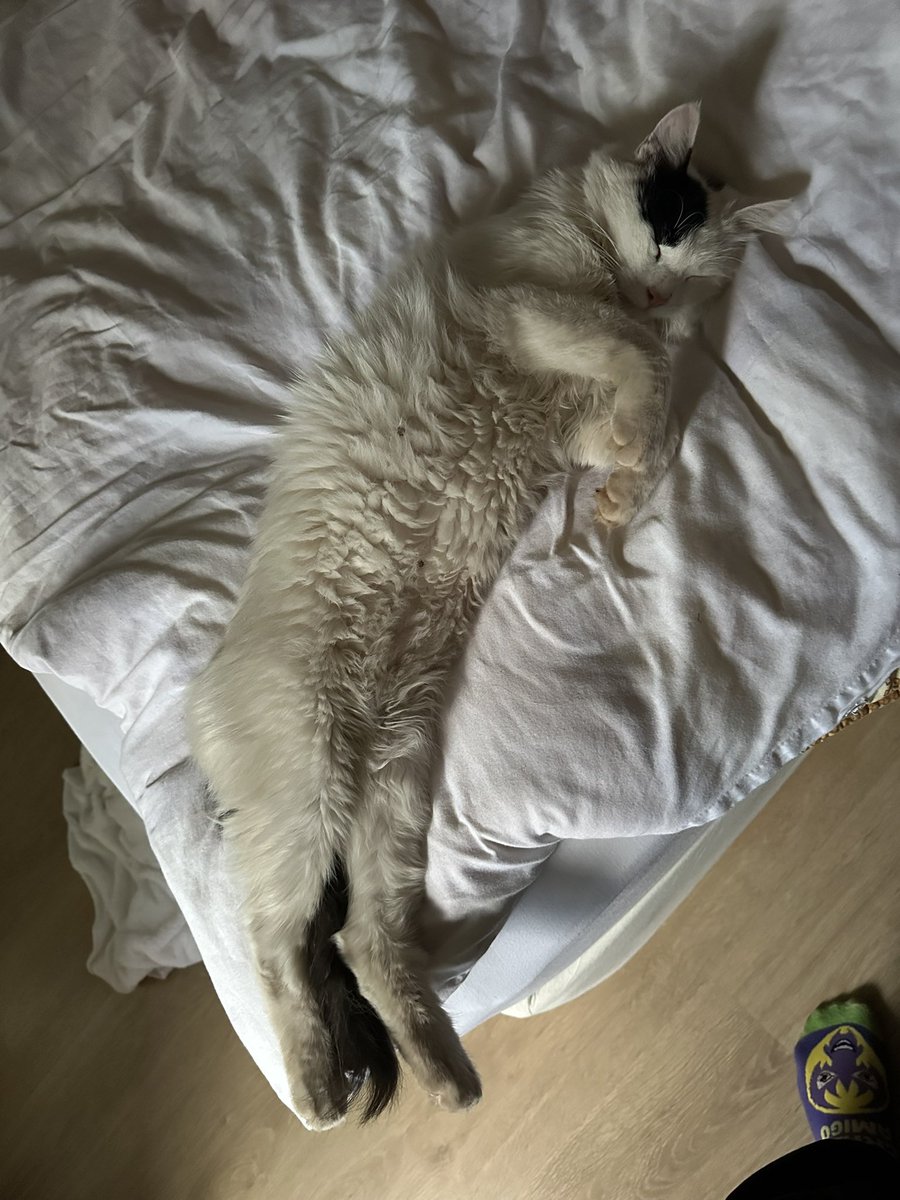 А в каше у меня опять кошбка поселилась. Нет, не моя, но посмотрите какая радость