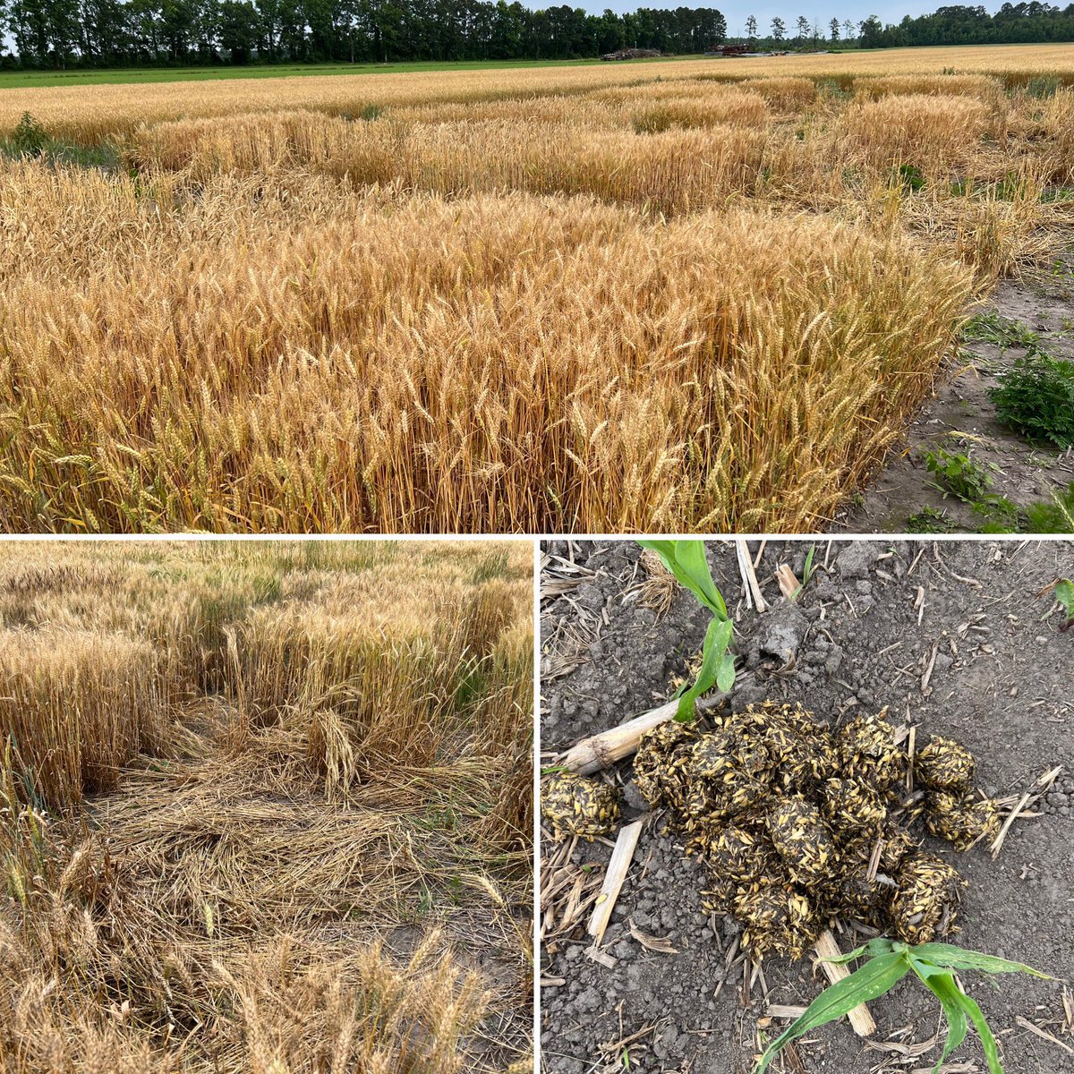 Dominic Reisig tweet media