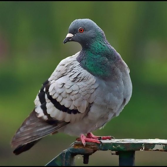society doesn't deserve pigeons. who would look at this and call it a pest??