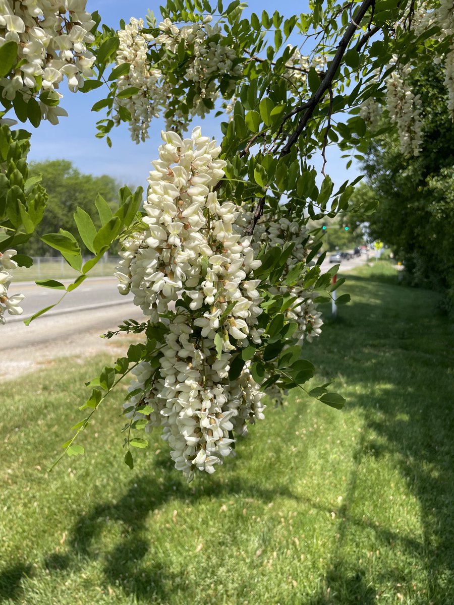 Black Locust is flowering in Chicagoland! This much maligned tree is one of my favorites.