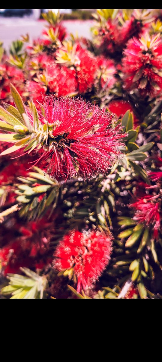 chrispulgarin's tweet photo. Work hard and smell some flowers. https://t.co/VVDkDPRciy