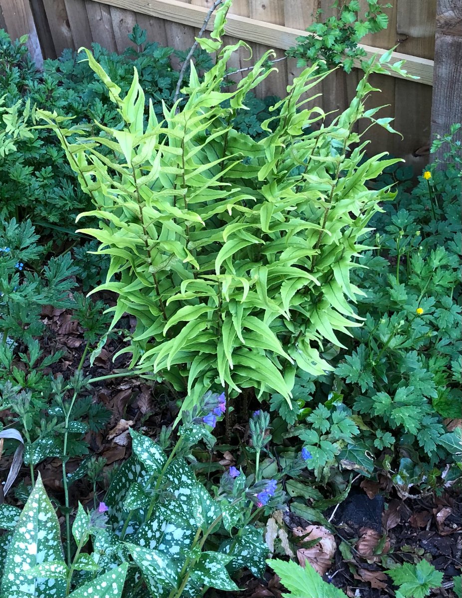 blossombaby123's tweet photo. #Ferns I planted last year are looking amazing, growing more every day https://t.co/TDj0ChJ7gz