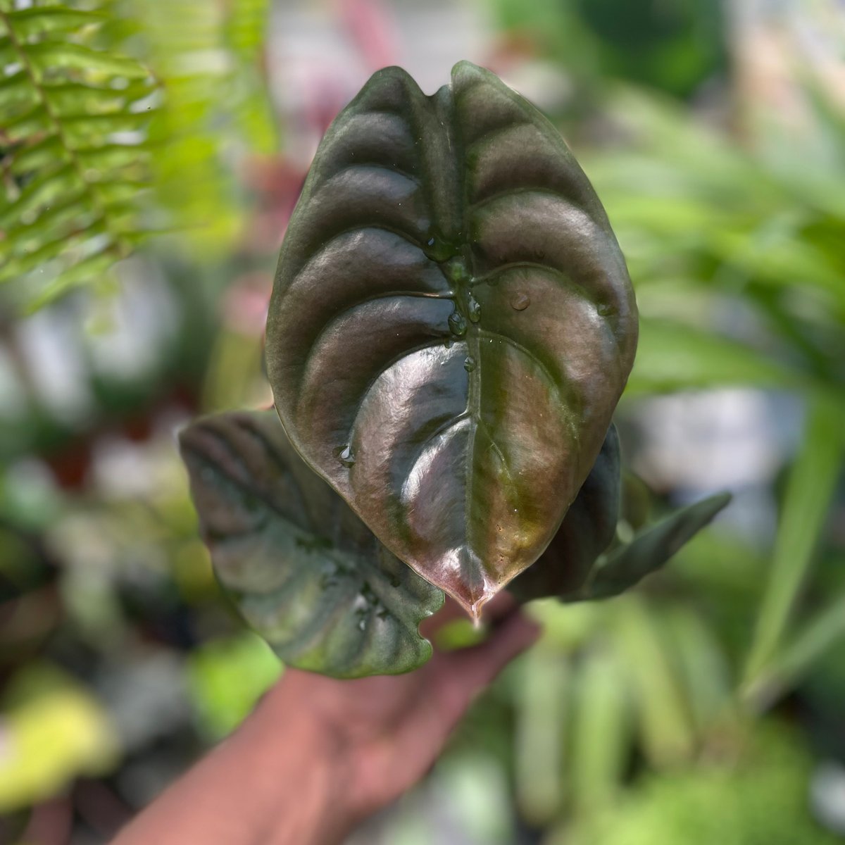 Alocasia Red Secret🤩 

#Ploughshares #nursery #greenthumb #calnativeshub #edible #supportivehousing #bayarea #bayarea #baynursery #shopconsciously✨#rain #showers #indoor #houseplants #shadeplants