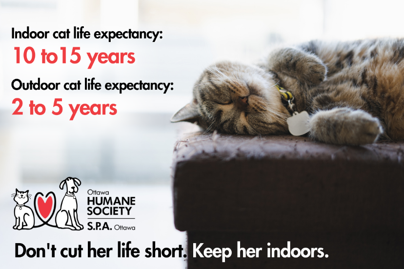 Did you know the life expectancy for a cat who roams outdoors is less than half that of a cat who stays indoors?

Don’t cut her life short. Keep her indoors.

ow.ly/avfC50Ovmz8