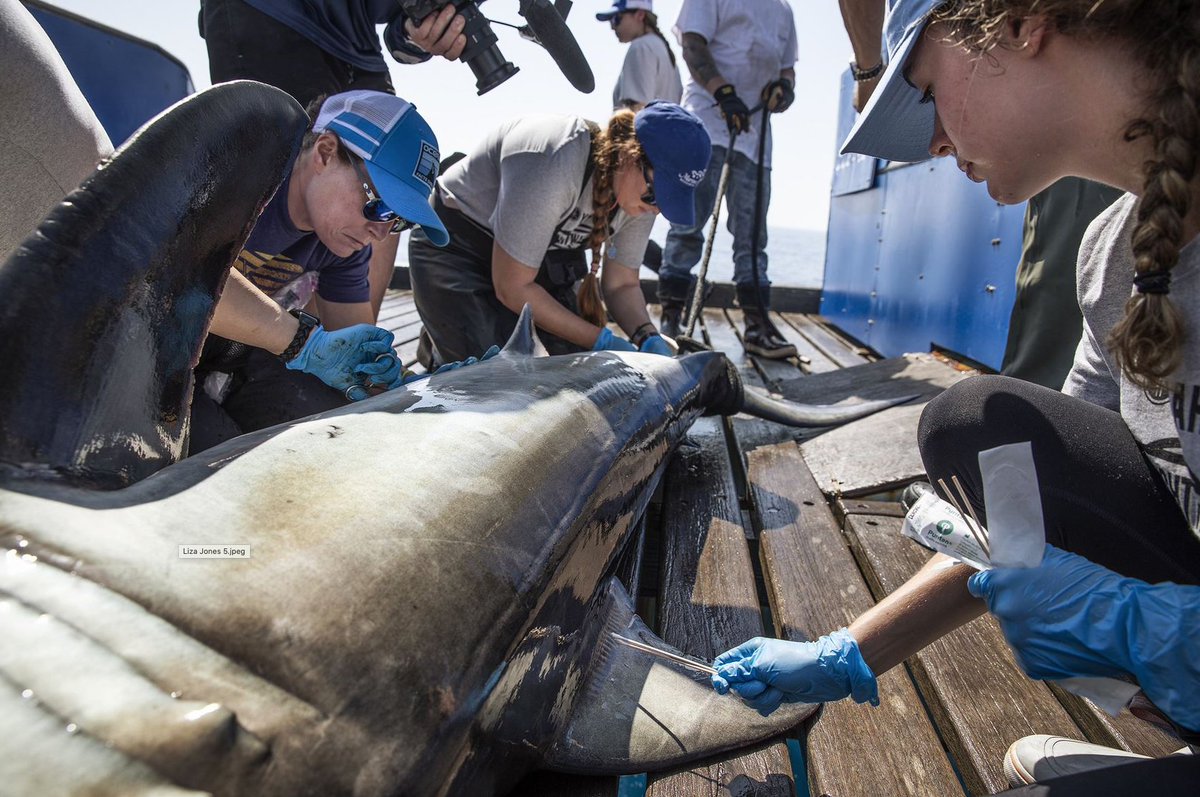 USCBeaufort's tweet photo. This giant isn't USCB's mascot, Finnegan! Student Liza Jones, a research assistant in Dr. Kim Ritchie's lab, swabbed bacteria on four Atlantic white sharks during a 10-day expedition with OCEARCH. Read about her adventure at https://t.co/YAqHi8f3jG https://t.co/LMWb7OsC85
