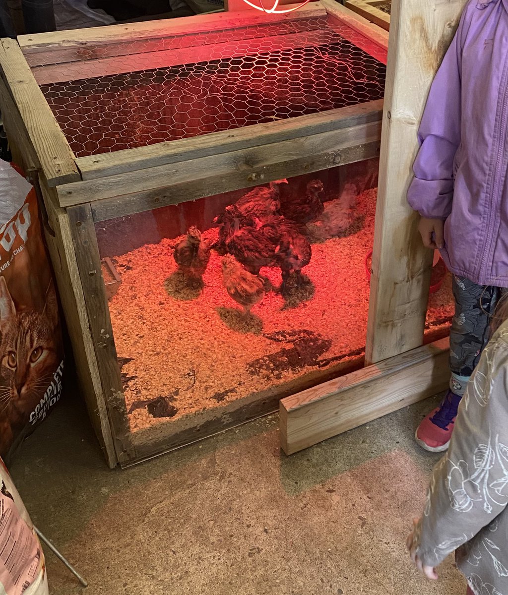 Thank you <a href="/WOCarpeDiem/">We Are W-O</a> Green Industries class for the “best field trip ever”. <a href="/sabwrdsb/">Sir Adam Beck PS</a> Rm6 Kindergarten students are grateful for the time we spent together today learning. #planting#greenhousetour#chickens#duckeggs