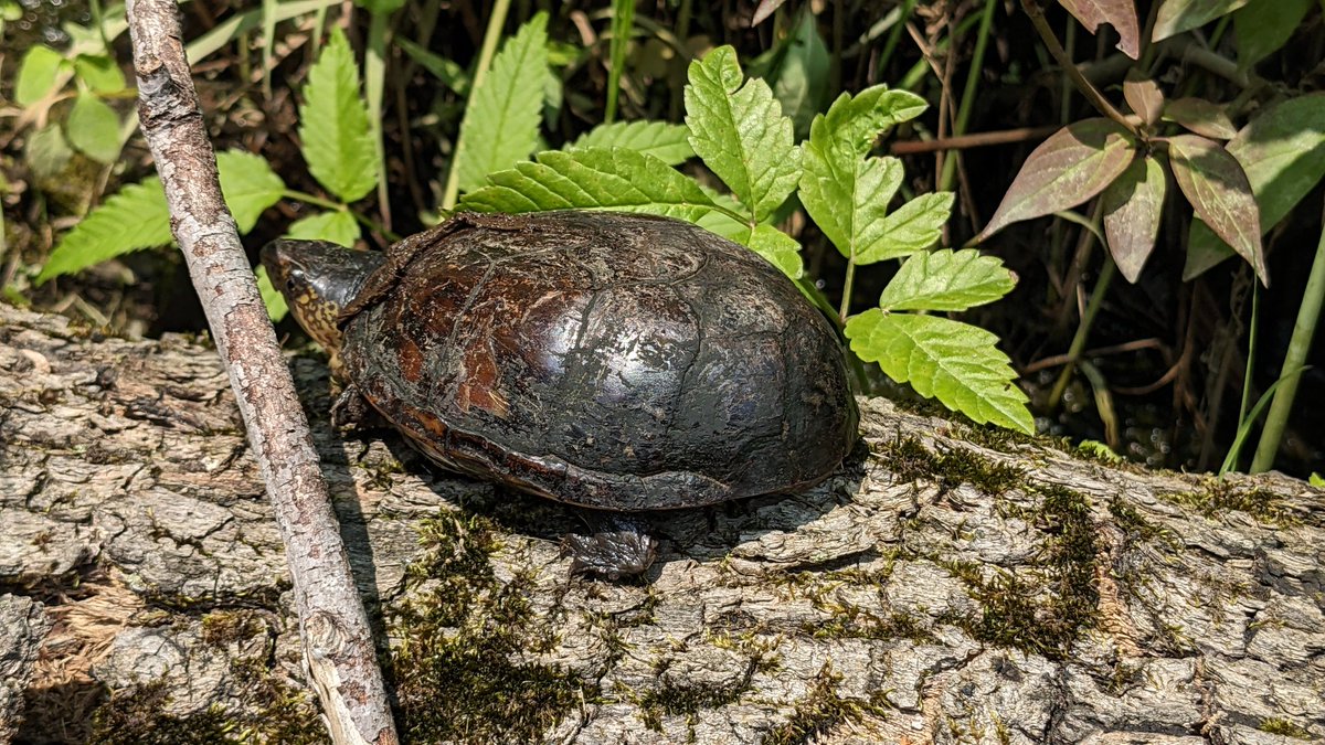 Elizabeth Hargrave tweet media