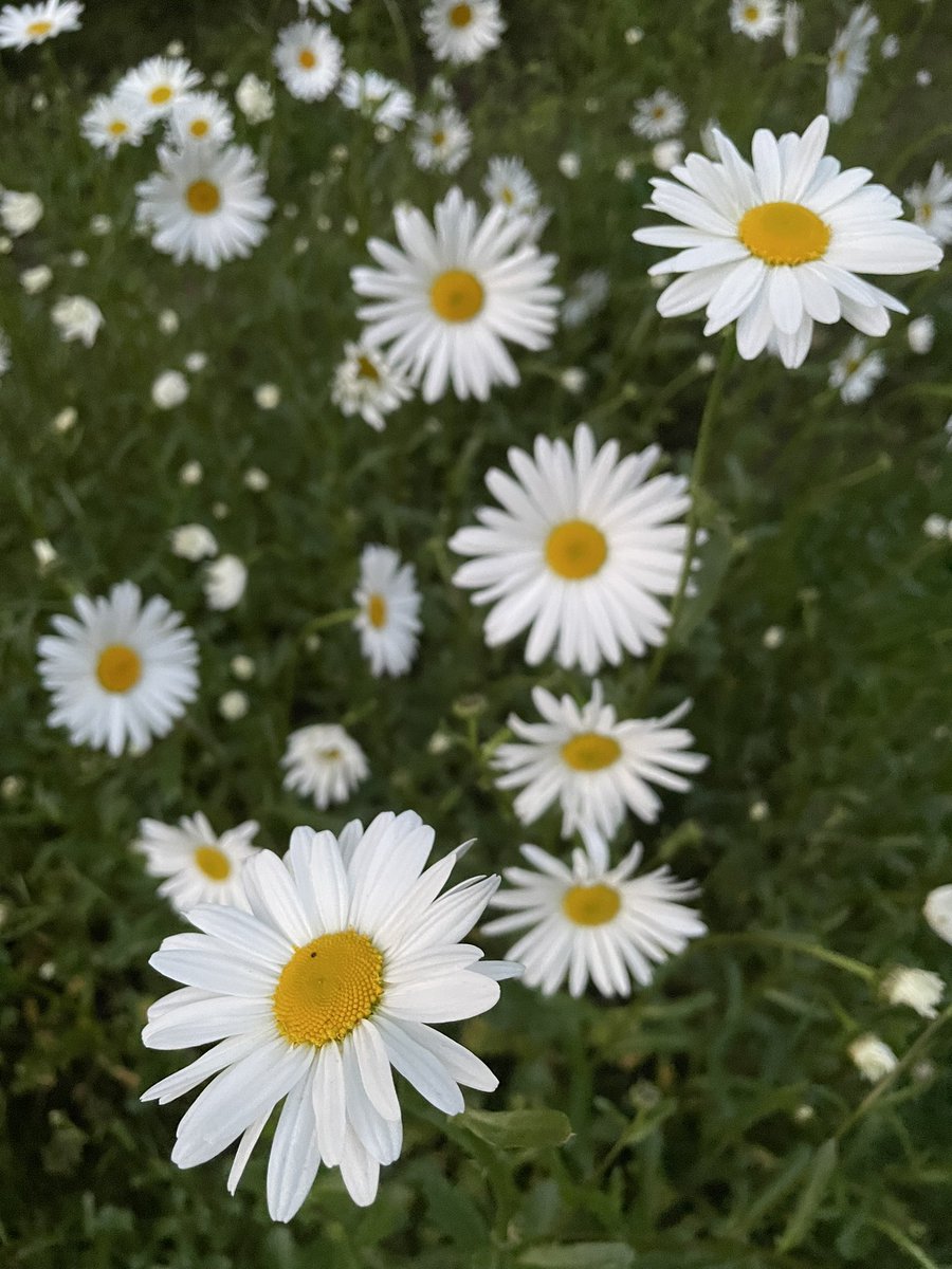 Ik liep door de tuin en kwam deze snuutjes tegen.
