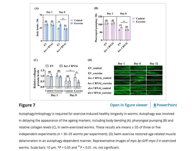 #Exercise attenuates #age-related #muscle #atrophy & exhibits anti-aging effects via #adiponectin receptor 1 signaling 

onlinelibrary.wiley.com/doi/full/10.10… 

@_atanas_ @_INPST @ScienceCommuni2 @DHPSP @JH_Memory_Aging @TheAgingField @PreventionMag @LoriShemek @mackinprof @FrailtyScience