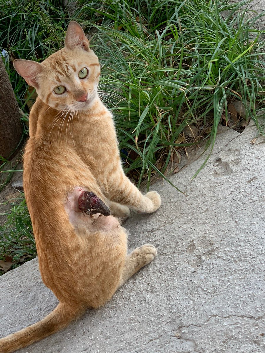 fundacion_gaba's tweet photo. ‼️‼️ Don Simón será operado 😭😭

Tiene un objeto extraño en su cuerpo en su cuerpo 😥😥 en estos momentos va a entrar a su cirugía y es de alto riesgo por su condición 😿😿 esperamos que todo salga bien y tenga una buena recuperación.

Nos faltan solo 💰 65.000 para completar https://t.co/KyK5MY4K0s