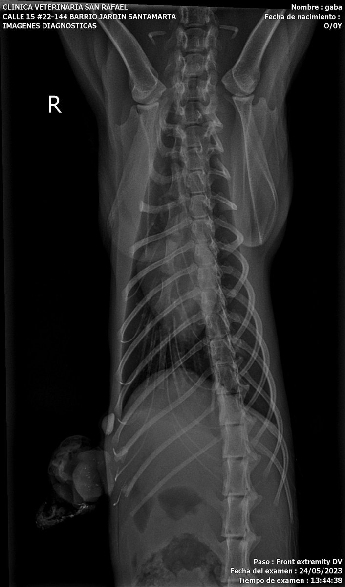 fundacion_gaba's tweet photo. ‼️‼️ Don Simón será operado 😭😭

Tiene un objeto extraño en su cuerpo en su cuerpo 😥😥 en estos momentos va a entrar a su cirugía y es de alto riesgo por su condición 😿😿 esperamos que todo salga bien y tenga una buena recuperación.

Nos faltan solo 💰 65.000 para completar https://t.co/KyK5MY4K0s