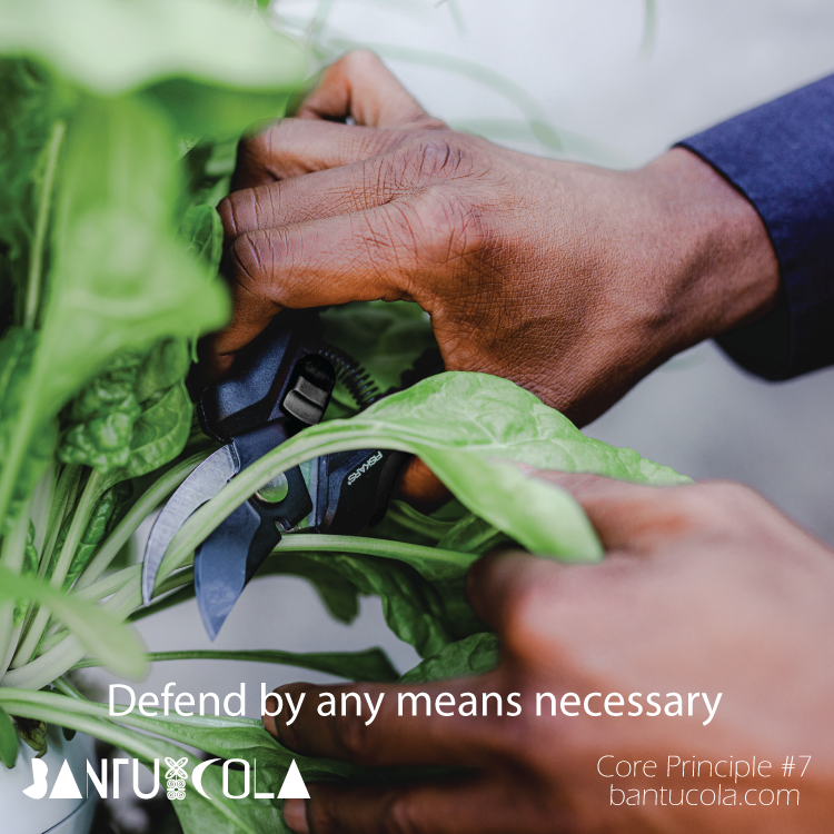 Principle #7 We are ready to defend by any means necessary.
Defending doesn't always mean fighting. It also means preparing yourself and family with food. Having a garden as a source of food can save your life and money.

#bantucola #byanymeans #protectyourfamily
