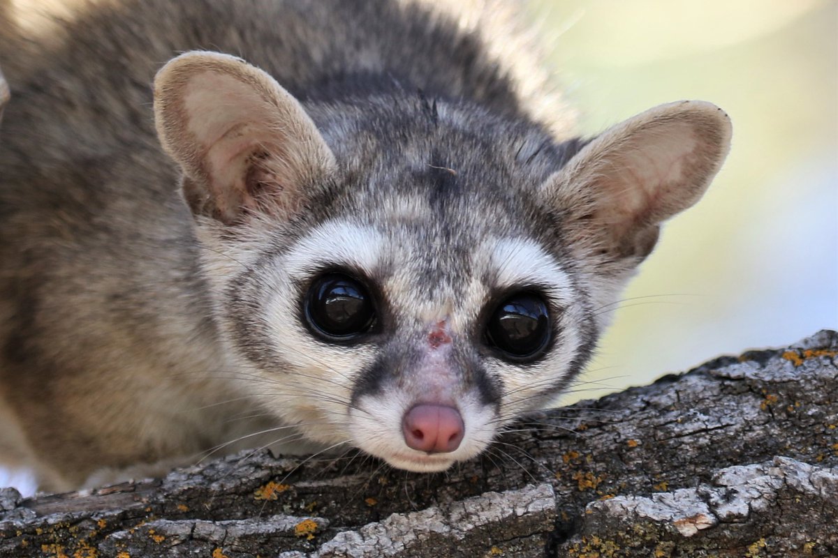 😍 🙀 'What's going on with his eyes? Oh - they are getting bigger!! AW! Cuteness overload!' - Puss In Boots ✍️ Facts! ✅ The Ringtail Cat is the state mammal of Arizona. ✅ They are not cats but they are related to raccoons. ✅ Weigh 1-2 lbs! #WildlifeWednesday 📸 USFWS