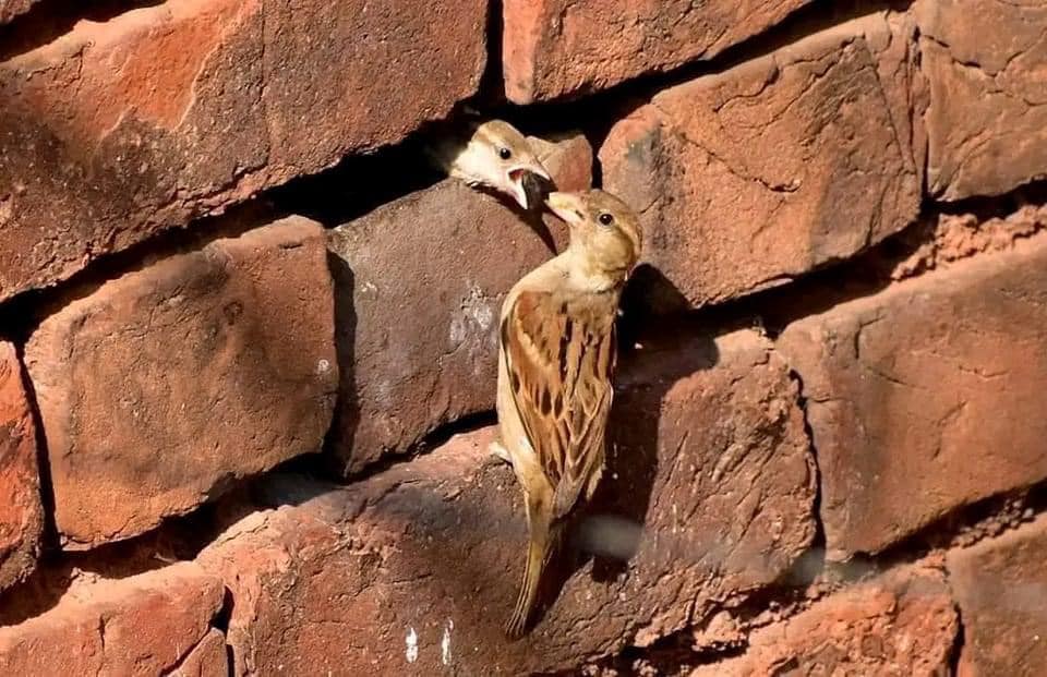 Ar-Razzaq
© Hossam Elnos