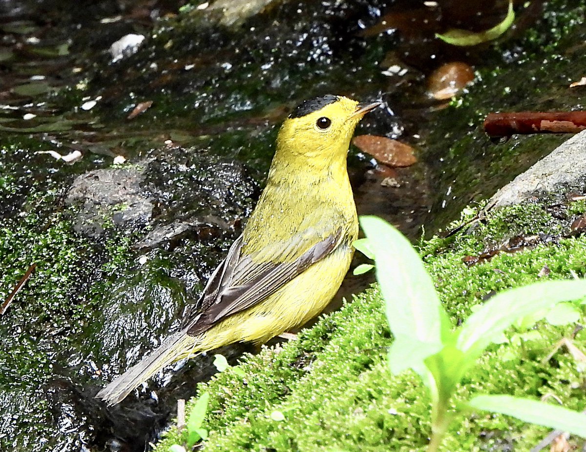 valerie block tweet media