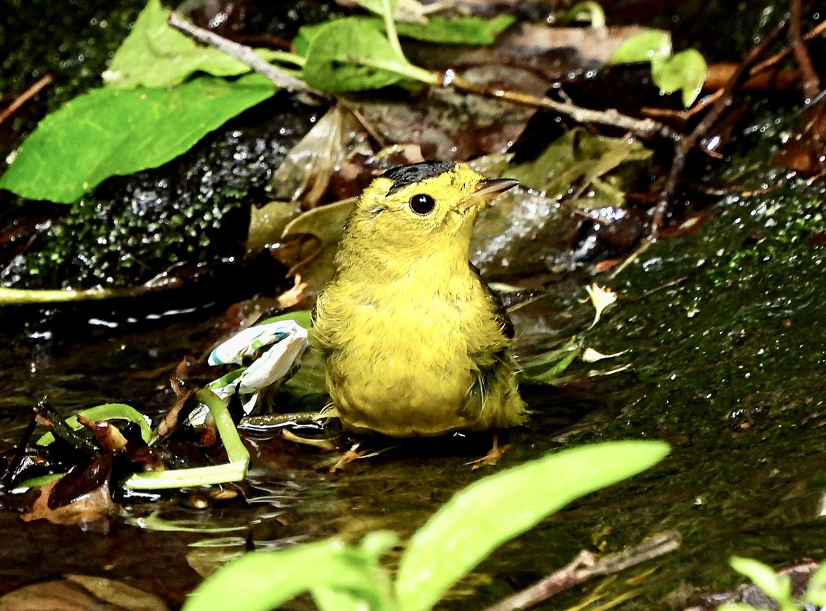 valerie block tweet media