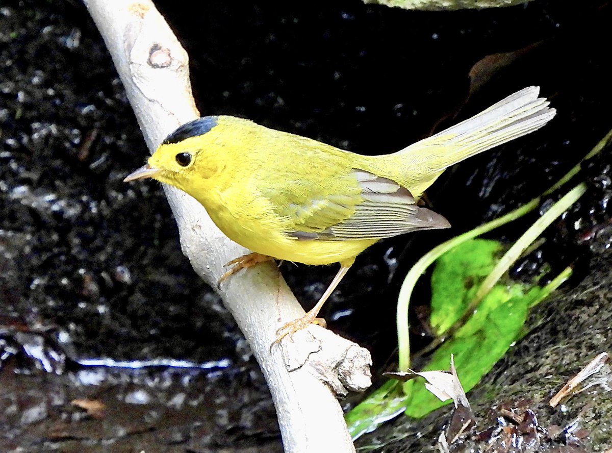 valerie block tweet media