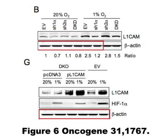 Retraction of another Gregg Semenza (Lasker/Nobel Prize) article, by <a href="/oncogenejournal/">Oncogene Journal</a> 
nature.com/articles/s4138…
Although the retraction notice is detailed, it unfortunately does not mention the efforts of the people who flagged this paper on <a href="/PubPeer/">PubSmear</a>.
pubpeer.com/publications/0…