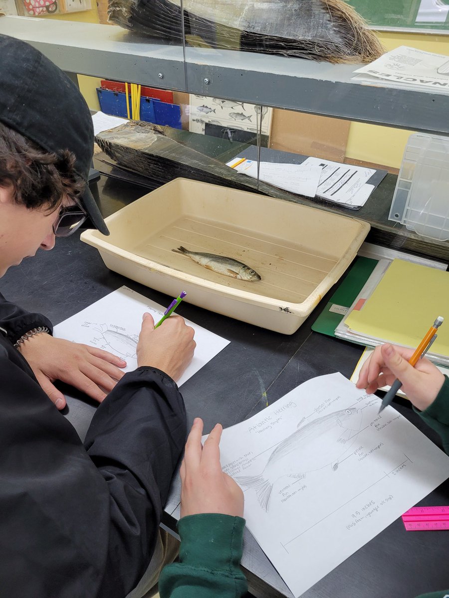 HuntsmanMarine's tweet photo. Great day with the @ImmaculataOCSB &amp; @StMarkOCSB students exploring a muddy shore, touring the #FundyDiscoveryAquarium, and dissecting fish! #HuntsmanMarine #ExploreStAndrews #ExploreNB #BayofFundy @JordanTSimard https://t.co/DGquykbes5