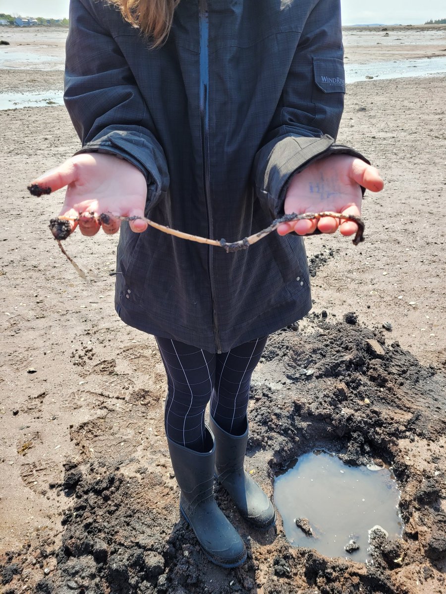HuntsmanMarine's tweet photo. Great day with the @ImmaculataOCSB &amp; @StMarkOCSB students exploring a muddy shore, touring the #FundyDiscoveryAquarium, and dissecting fish! #HuntsmanMarine #ExploreStAndrews #ExploreNB #BayofFundy @JordanTSimard https://t.co/DGquykbes5