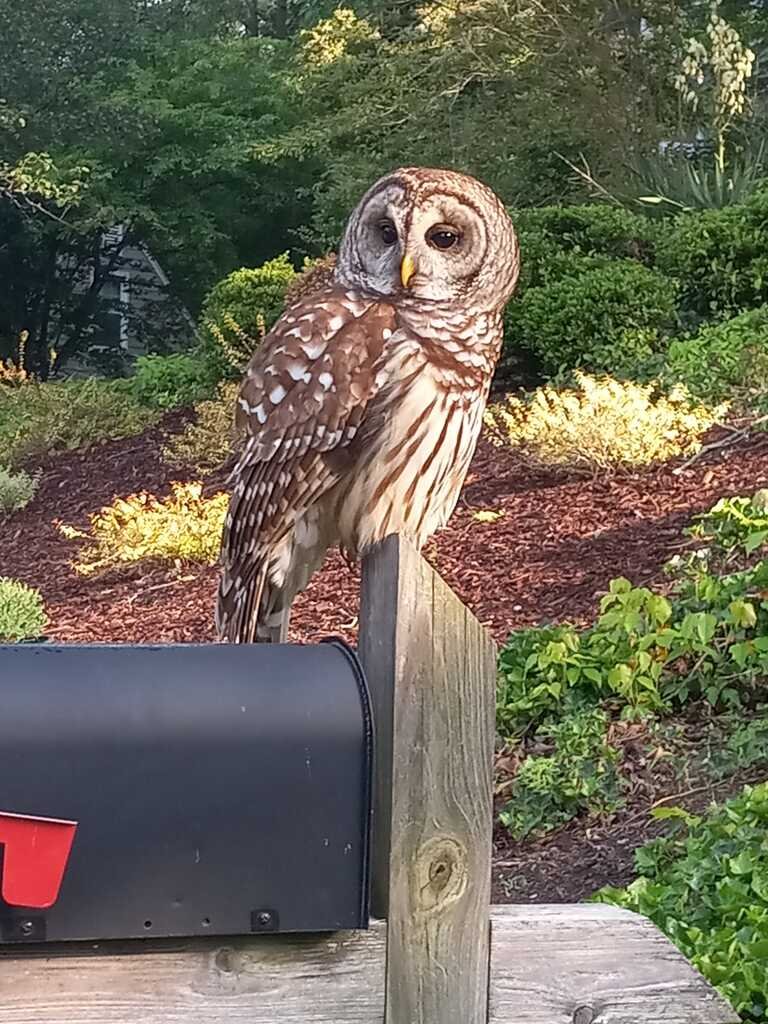 Special Delivery! The Wise Night Messenger Takes a Break on the Mailbox. 
#OwlPost