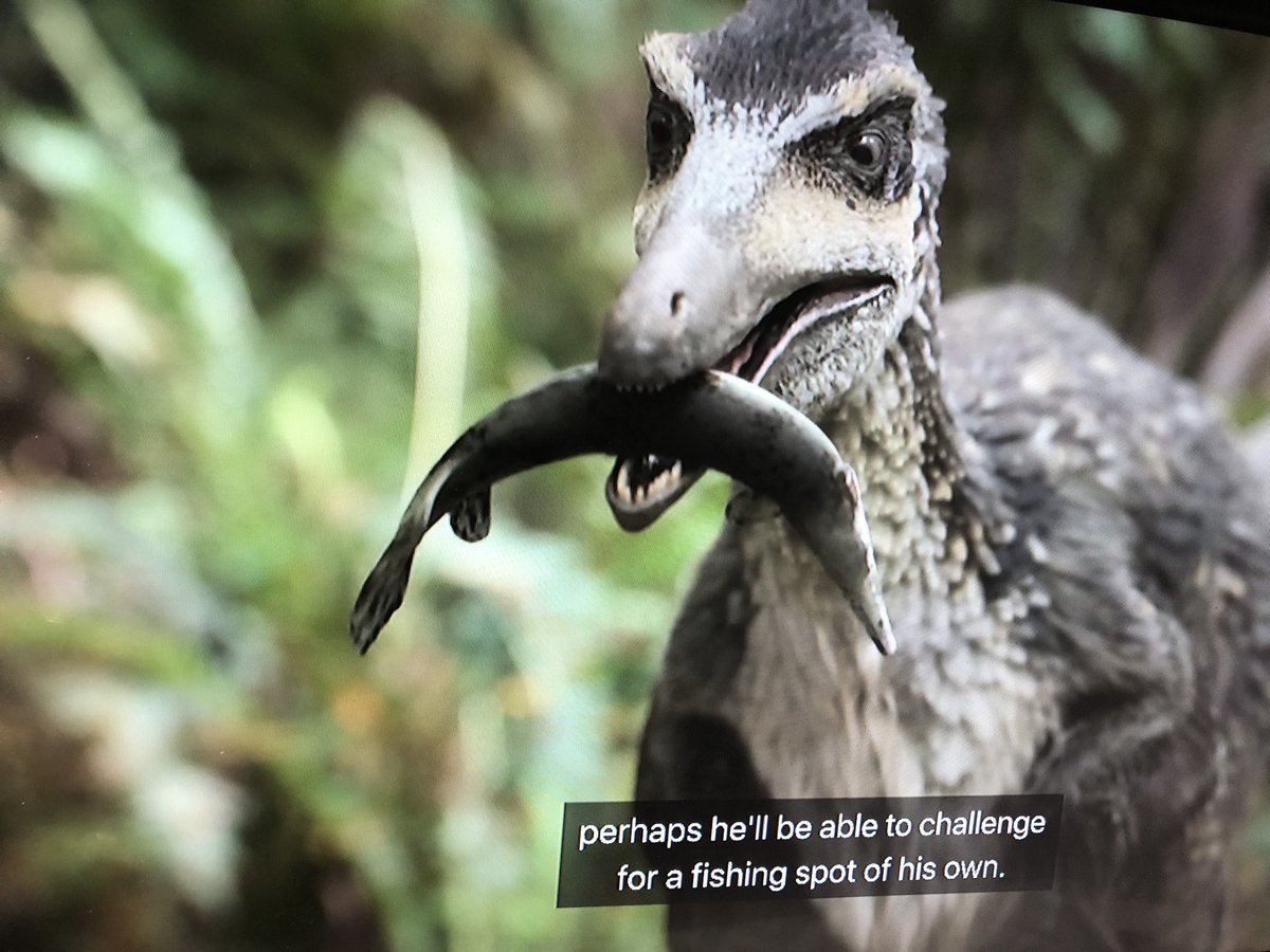Gnarly_Larvae's tweet photo. They really did @SolomonRDavid like that. Cold blooded. #BirdVsFish. #PrehistoricPlanet2 https://t.co/xRcfcqJhxo