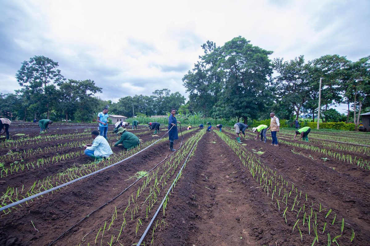 date_africa's tweet photo. 🇹🇿Tanzania : #2. IMPLEMENTING THE BUILDING A BETTER TOMORROW PROGRAM/The training is taking place in a 3.5 acre farm where this exercise has involved 36 young people selected at this agricultural training center in Tengeru in Arusha region.
#utdatanzania https://t.co/CqjCma6Y63