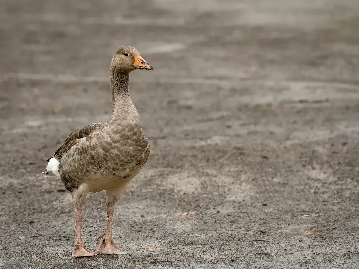 vickyoutenphoto's tweet photo. Pink footed goose
#repost
#birds #birdphotography #wildlife #wildlifephotography #TwitterNatureCommunity #goose #pinkfootedgoose
https://t.co/sYNX75nTBc https://t.co/rrm3LrT6iN