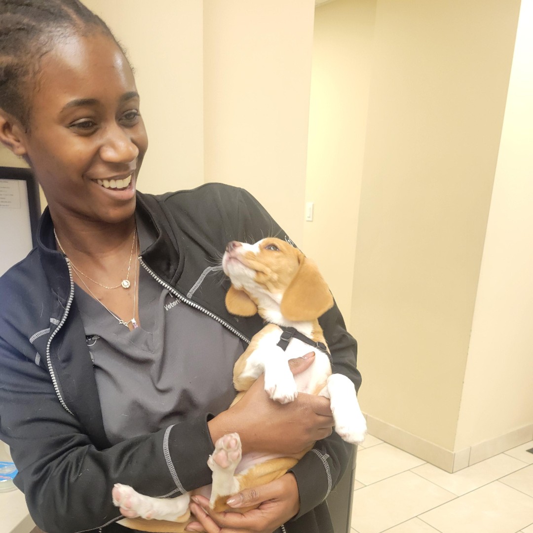 JaneAnimal's tweet photo. Bali came in for a visit today and got some extra love and cuddles from our amazing Technician Kaitlyn. ❤️🐾🐶⭐ https://t.co/0Yp5QKzGFJ