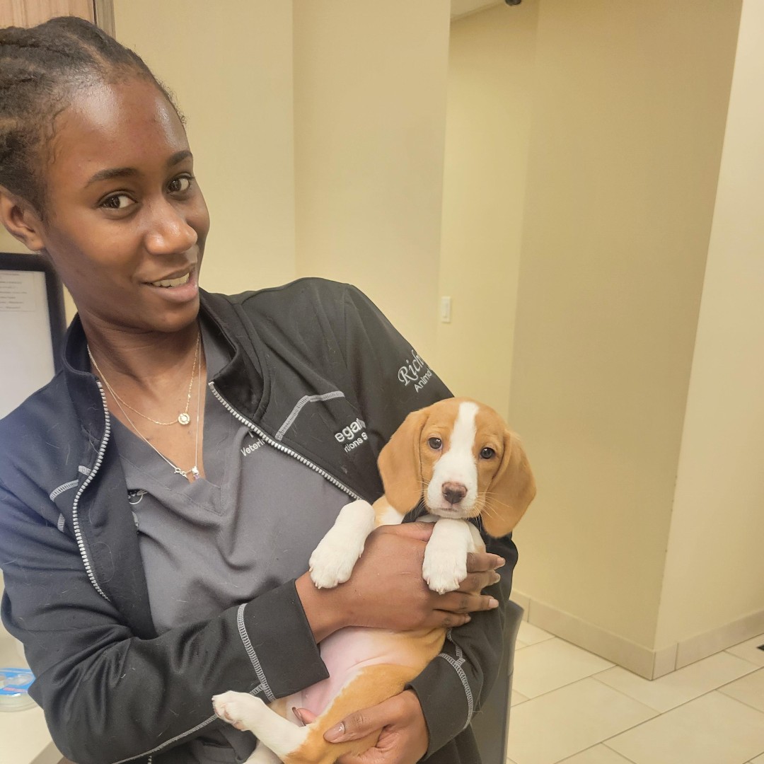 JaneAnimal's tweet photo. Bali came in for a visit today and got some extra love and cuddles from our amazing Technician Kaitlyn. ❤️🐾🐶⭐ https://t.co/0Yp5QKzGFJ