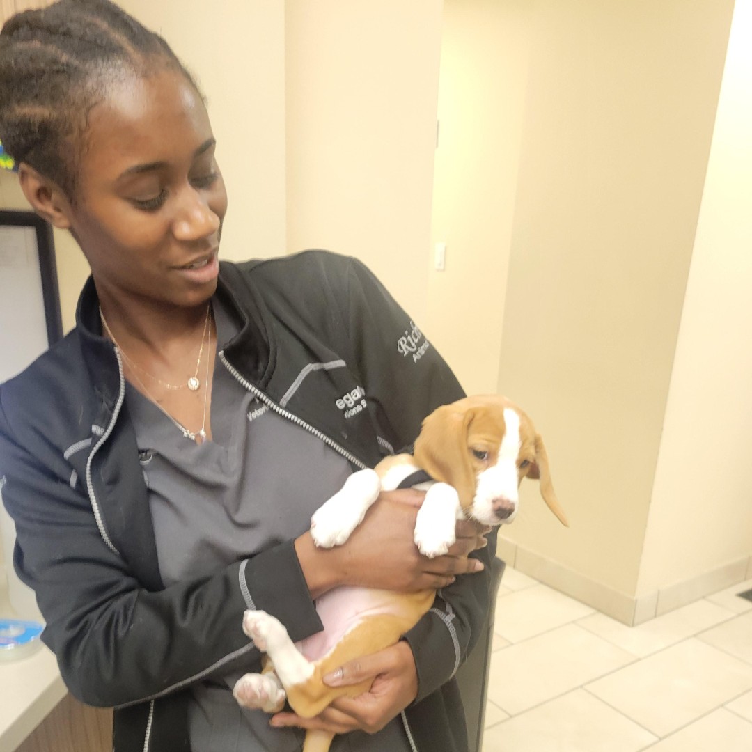 JaneAnimal's tweet photo. Bali came in for a visit today and got some extra love and cuddles from our amazing Technician Kaitlyn. ❤️🐾🐶⭐ https://t.co/0Yp5QKzGFJ