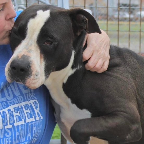 rothfarms's tweet photo. 🚨RAMSAY #A348473 DIES 5/26🔥 Shelter’s FULL😩 He is a fave since 8/22. Total LOVEBUG.🥰

Located at the Corpus Christi Animal Care Shelter TX
 
PLEDGE here for RESCUE
 or

ADOPT/FOSTER Contact:
📧ccacsrescues@cctexas.com
☎️361-826-4630
Include Name &amp; ID
DON’T WAIT-SAVE RAMSAY https://t.co/pLSjj6KVMQ