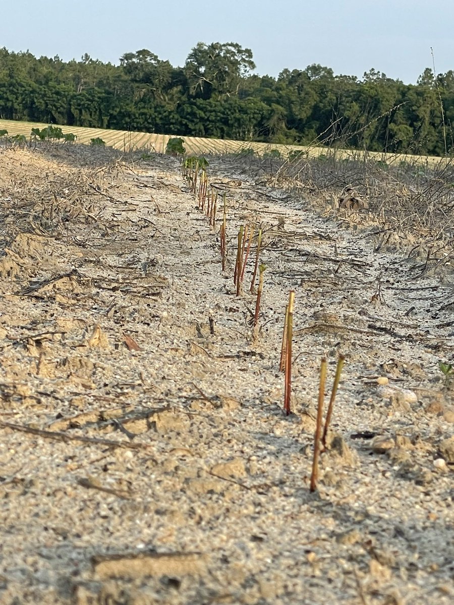 Wes Briggs tweet media