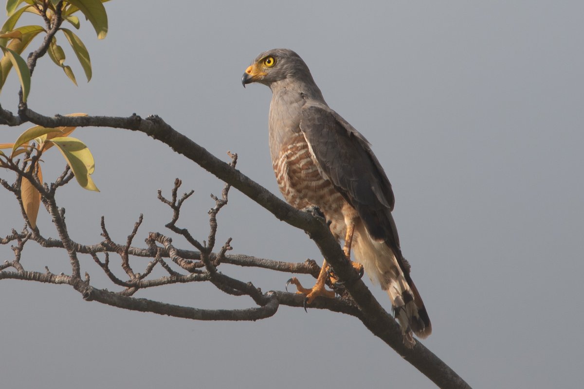 Roadside Hawk (Torio, Veraguas Province, Panama)  #GoldenHour #BirdTwitter #BirdsSeen2023 #TwitterNatureCommunity #birdphotography #nature #birdwatching