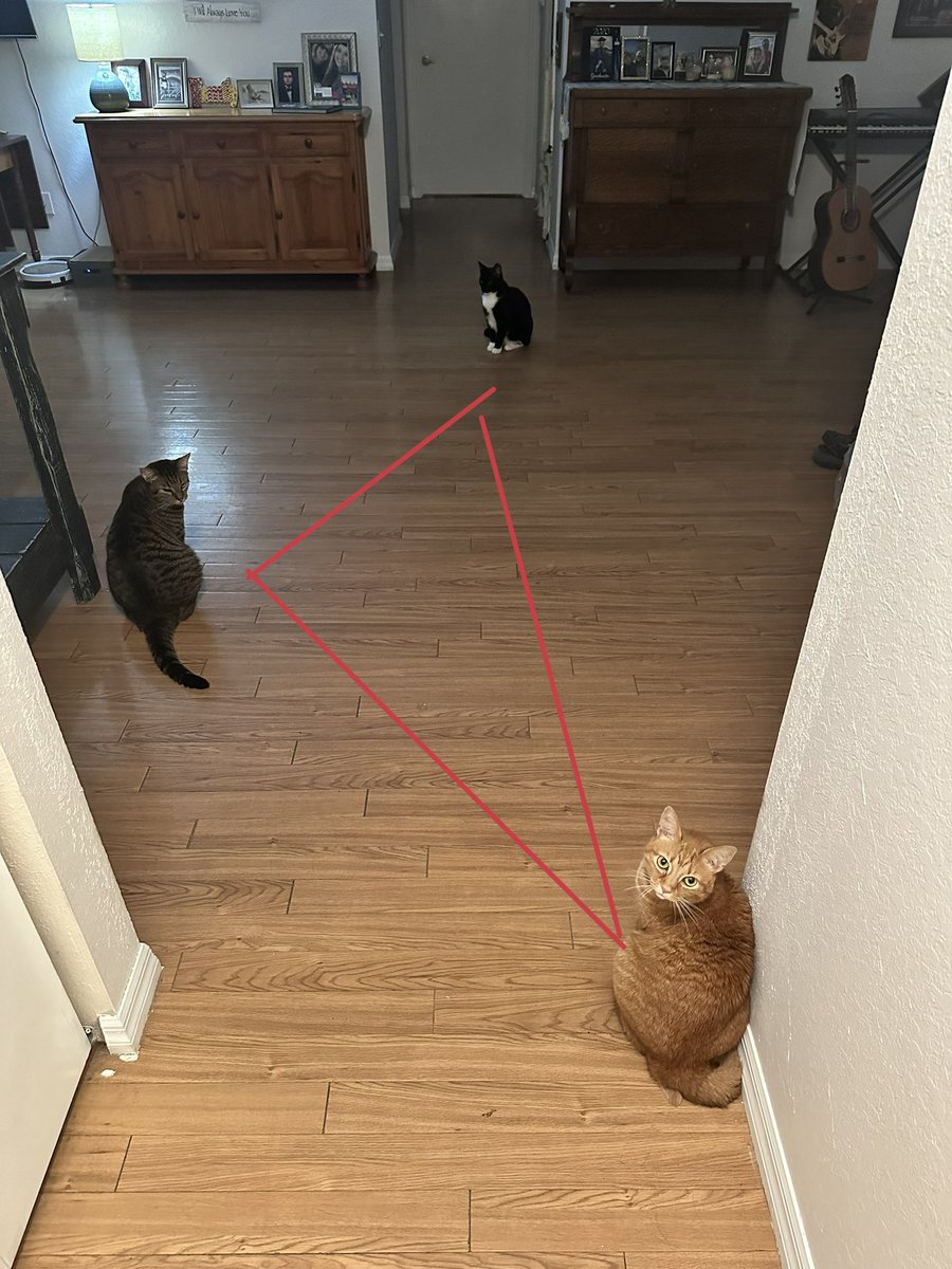 goodbyeemie's tweet photo. beware of the purrmuda triangle 💀 https://t.co/dZ7PxHNjvt