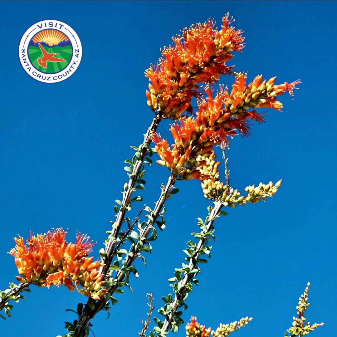 visitnogalesaz's tweet photo. Nothing beats the feeling of fresh air and stunning views on a summer hike! βοΈπΏ Make your way to #SouthernArizona to enjoy the great outdoors and hike your worries away.
#EscapeToSantaCruzCounty #WeekendWarrior #WeekendAdventure #GetOutsideAZ #HikeArizona https://t.co/BQykl780GG