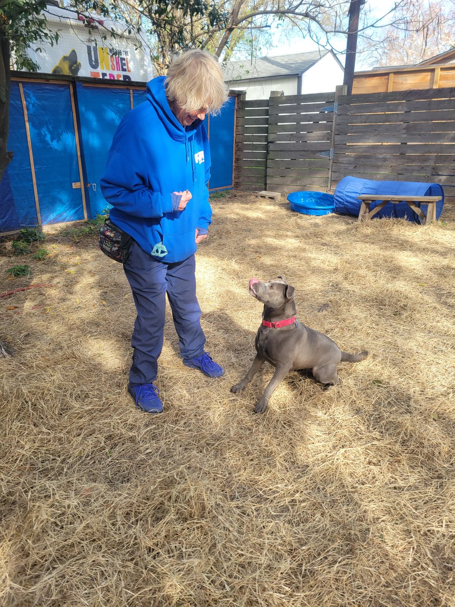 Friends4Lifeorg's tweet photo. #BlueShirt Sherry having some fun with #AdoptableDog Sweet Pea in the backyard. :) #TrainingFun #TheSweetestPea
🐶 https://t.co/FC7FAGFdzj
Sweet Pea is also looking for a foster home so she doesn't have to live at the shelter! Details at https://t.co/OIjPdzyS08 https://t.co/jl9zpiDqrG