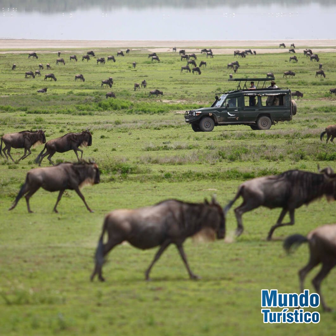 MundoTurTV's tweet photo. En el corazón de 𝗔𝗳𝗿𝗶𝗰𝗮, la naturaleza se desborda en el 𝗣𝗮𝗿𝗾𝘂𝗲 𝗠𝗮𝘀𝗮𝗶 𝗠𝗮𝗿𝗮, hogar de las más increíbles especies salvajes 🙌⁣

#pezzativiajesok #turismo #travel #viajar #viajes #kenia #masaimara https://t.co/OJF7Clh0Eg