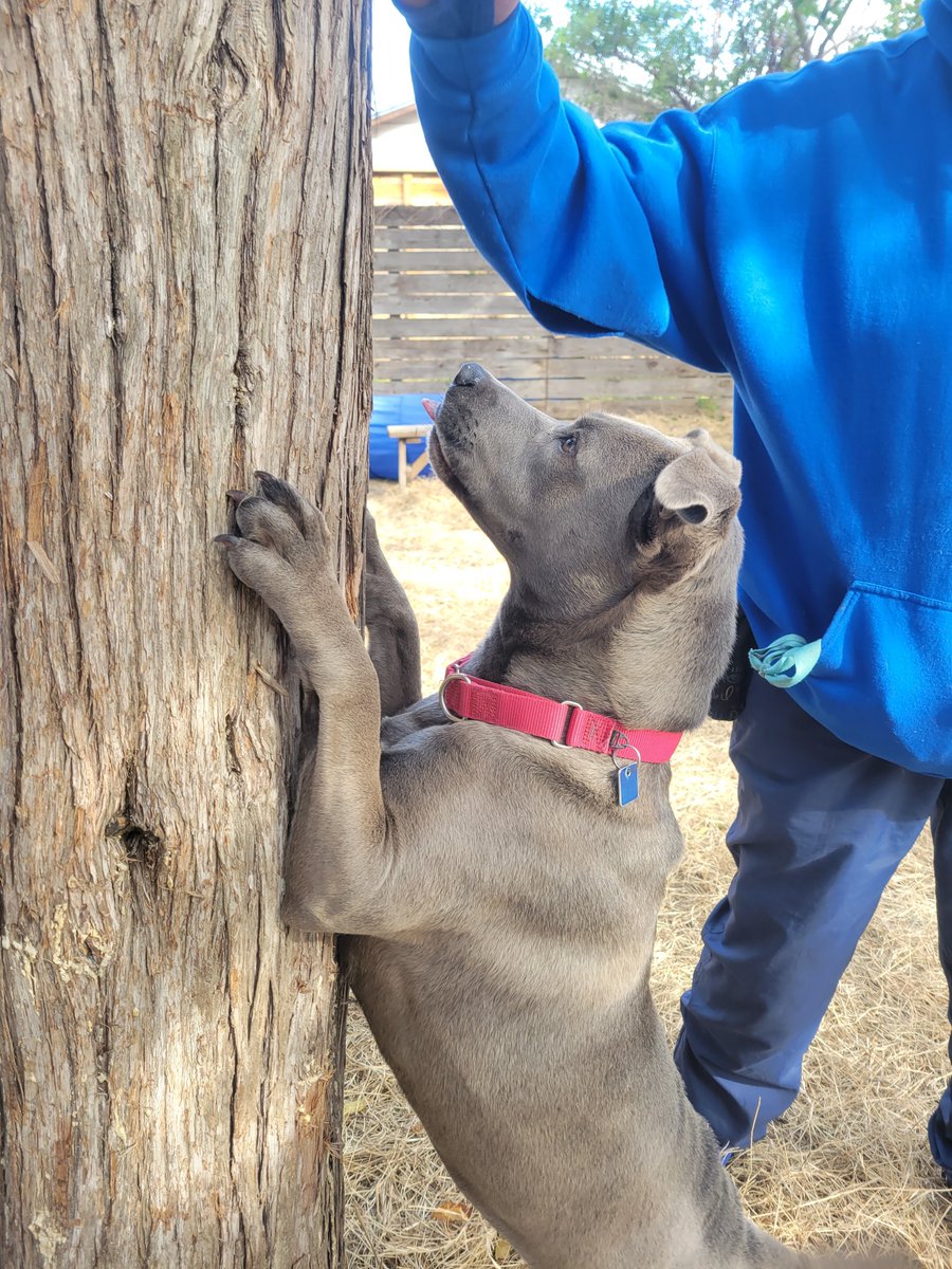 Friends4Lifeorg's tweet photo. #BlueShirt Sherry having some fun with #AdoptableDog Sweet Pea in the backyard. :) #TrainingFun #TheSweetestPea
🐶 https://t.co/FC7FAGFdzj
Sweet Pea is also looking for a foster home so she doesn't have to live at the shelter! Details at https://t.co/OIjPdzyS08 https://t.co/jl9zpiDqrG