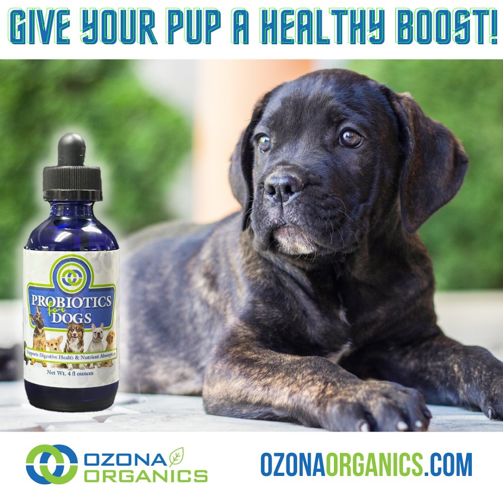 OzonaOrganics's tweet photo. Don't settle for mediocre pet products. Choose Ozona Organics Probiotics for Dogs and give your pup the best. #OrganicPetProducts #PetWellness https://t.co/DfbCmqFXA8 https://t.co/tHLxp6NPG9