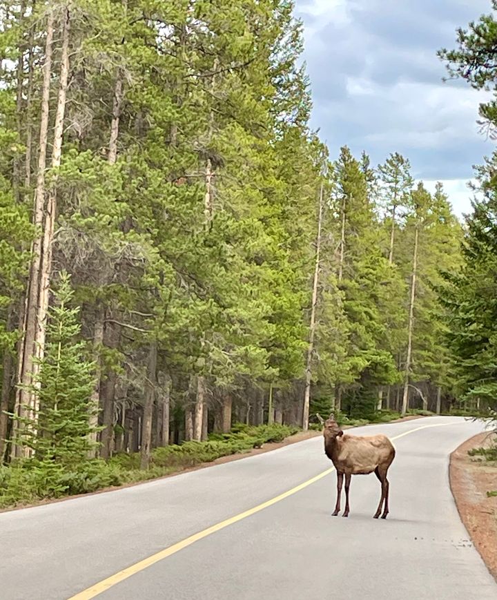 BanffNP's tweet photo. #DYK an elk will show discomfort by grinding its teeth, curling its lower lip, or laying its ears back against its head? If you see these signs, you are too close!  🧍🦌

⚠️ It is calving season, so keep 30m away from elk for your safety and theirs! 

📷 Birgitte Agger Mote https://t.co/kcppnpFUel