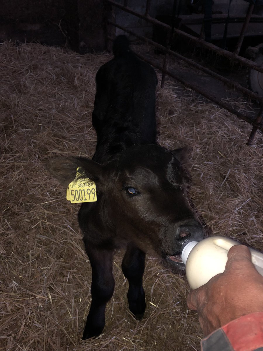 Here we go again - abandoned by Mum so on the bottle, alongside the lambs! Meet Blankie ❤️ #farmholidays #northcornwall #dailyfarmactivities with #FarmerJames (yes, includes #bottlefeeding)! 😊