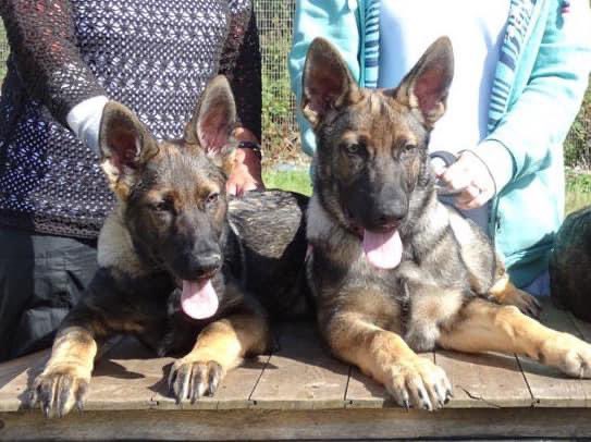 Lindsay Lane-Lobb tweet media